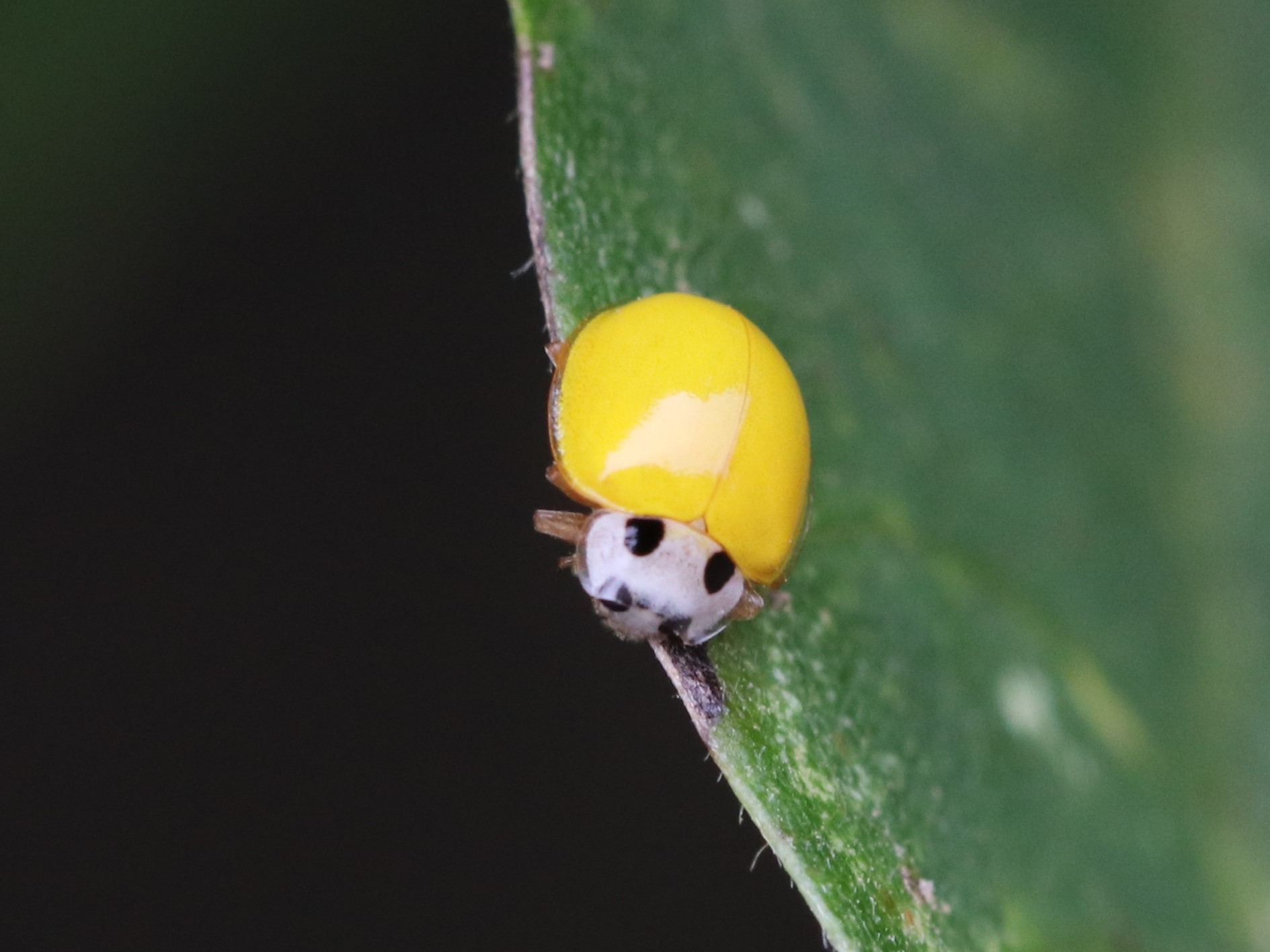 キイロテントウ